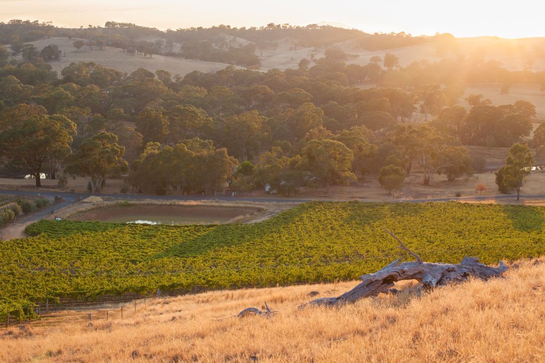 Fratin Brothers vineyard
